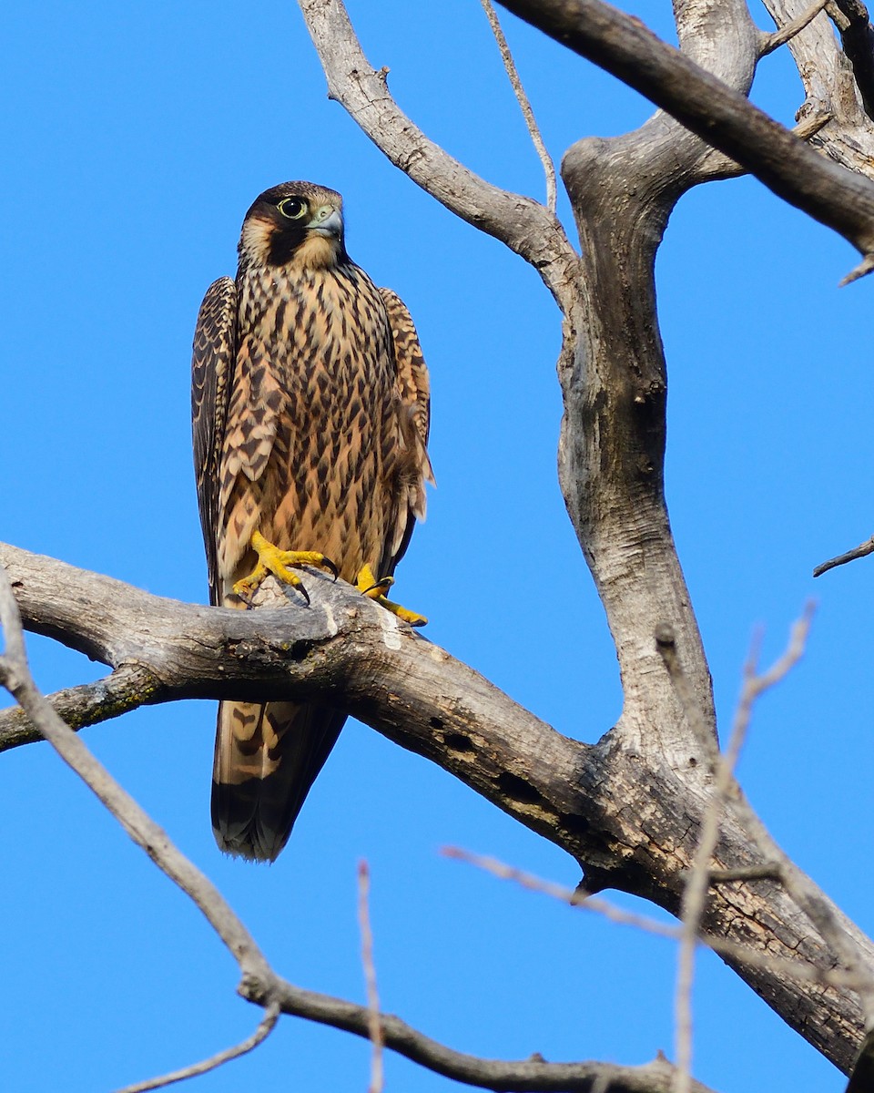 Halcón Peregrino - ML264726931