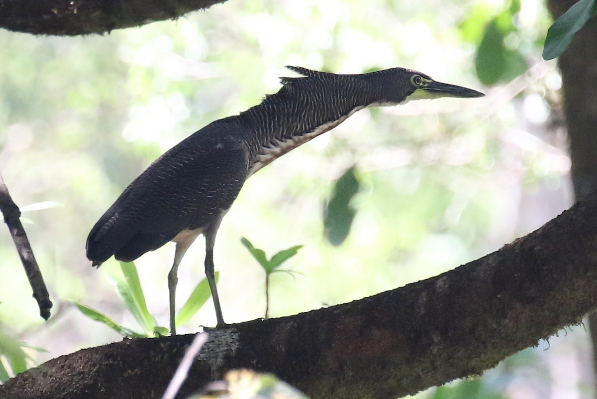 Fasciated Tiger-Heron - ML264726941