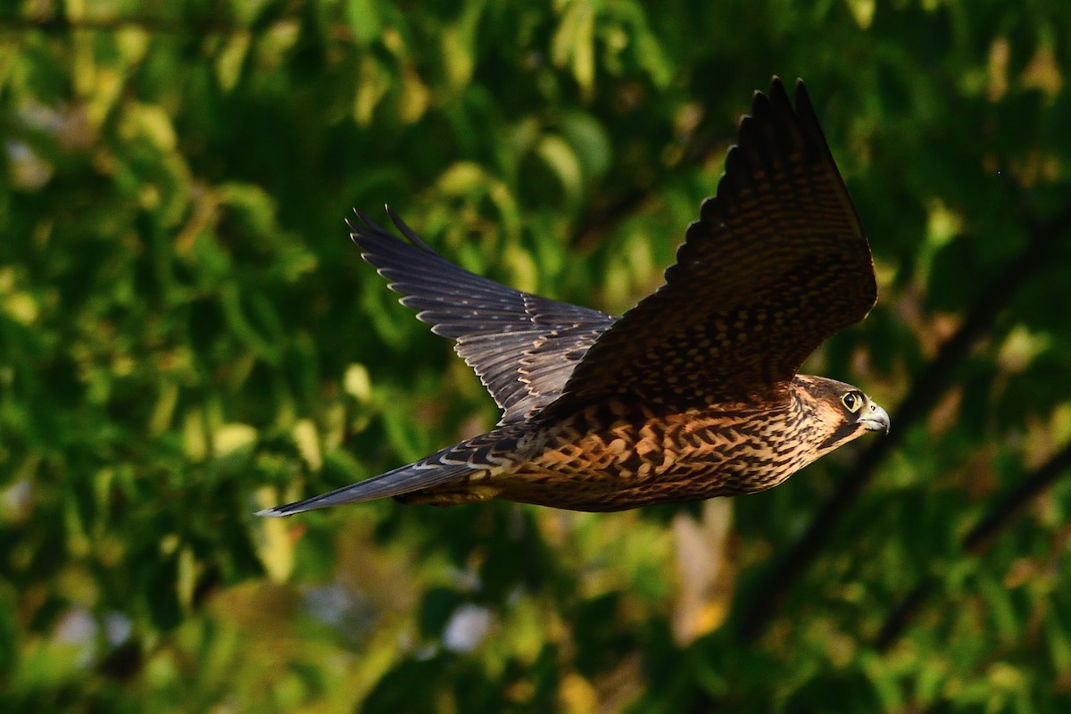 Peregrine Falcon - ML264726951