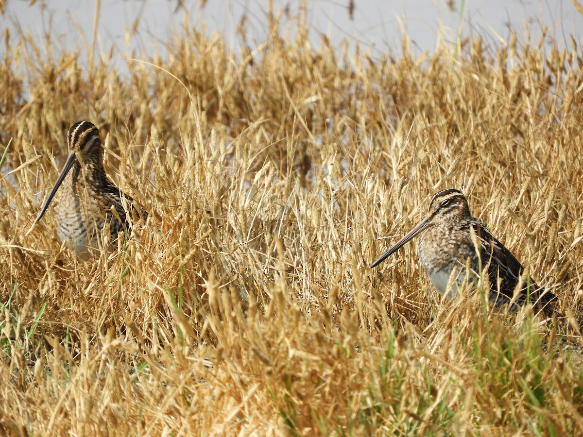 eBird Checklist - 21 Sep 2020 - Merced NWR (Please use a more specific ...