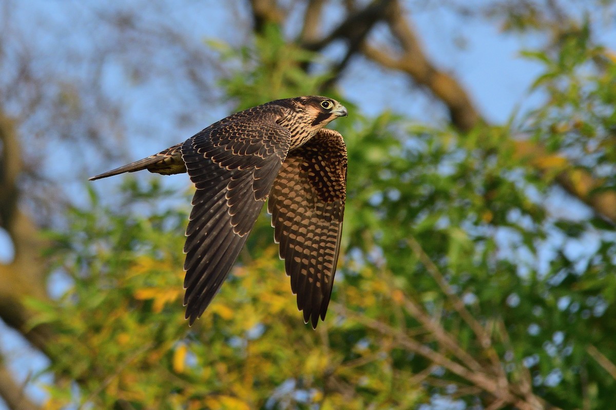 Halcón Peregrino - ML264726981