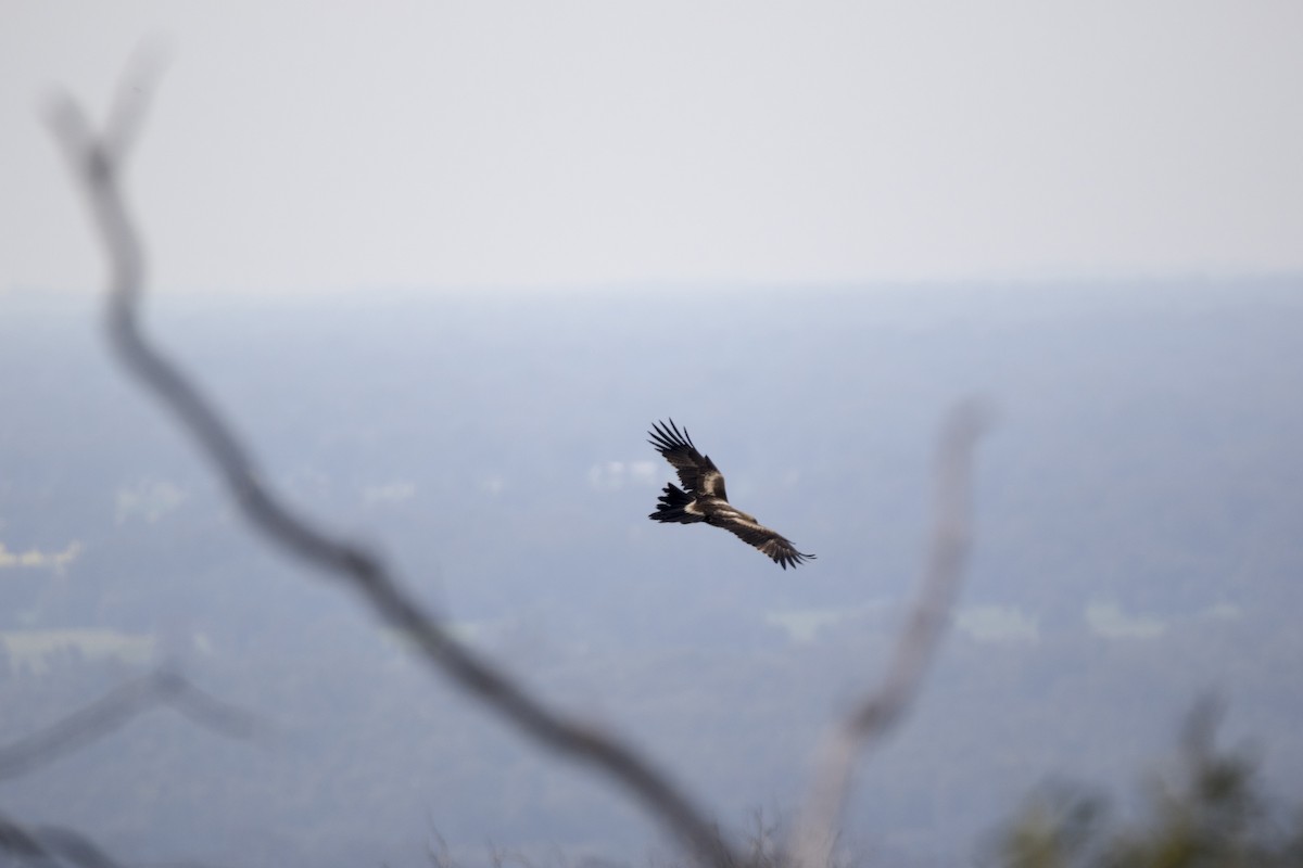 Wedge-tailed Eagle - ML264730201