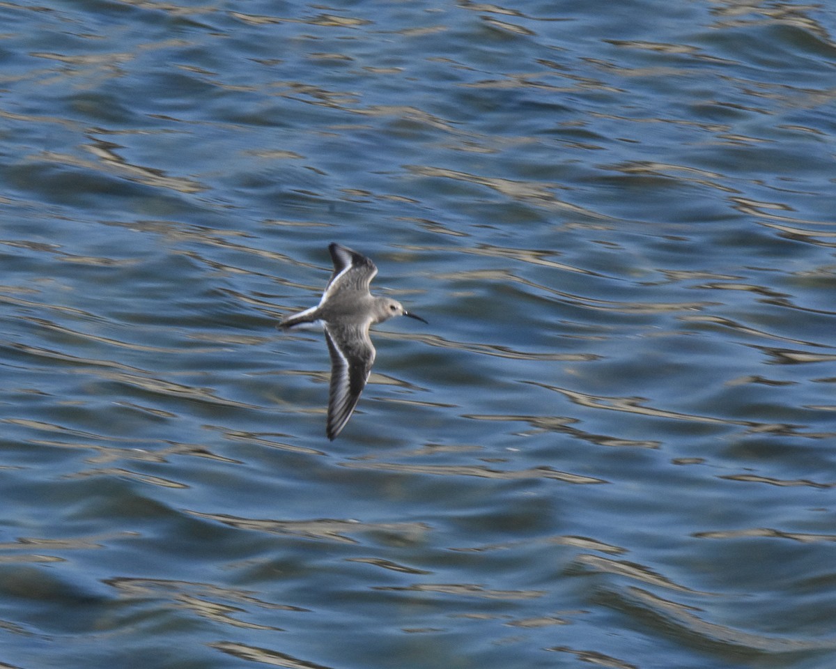 Dunlin - ML264731331