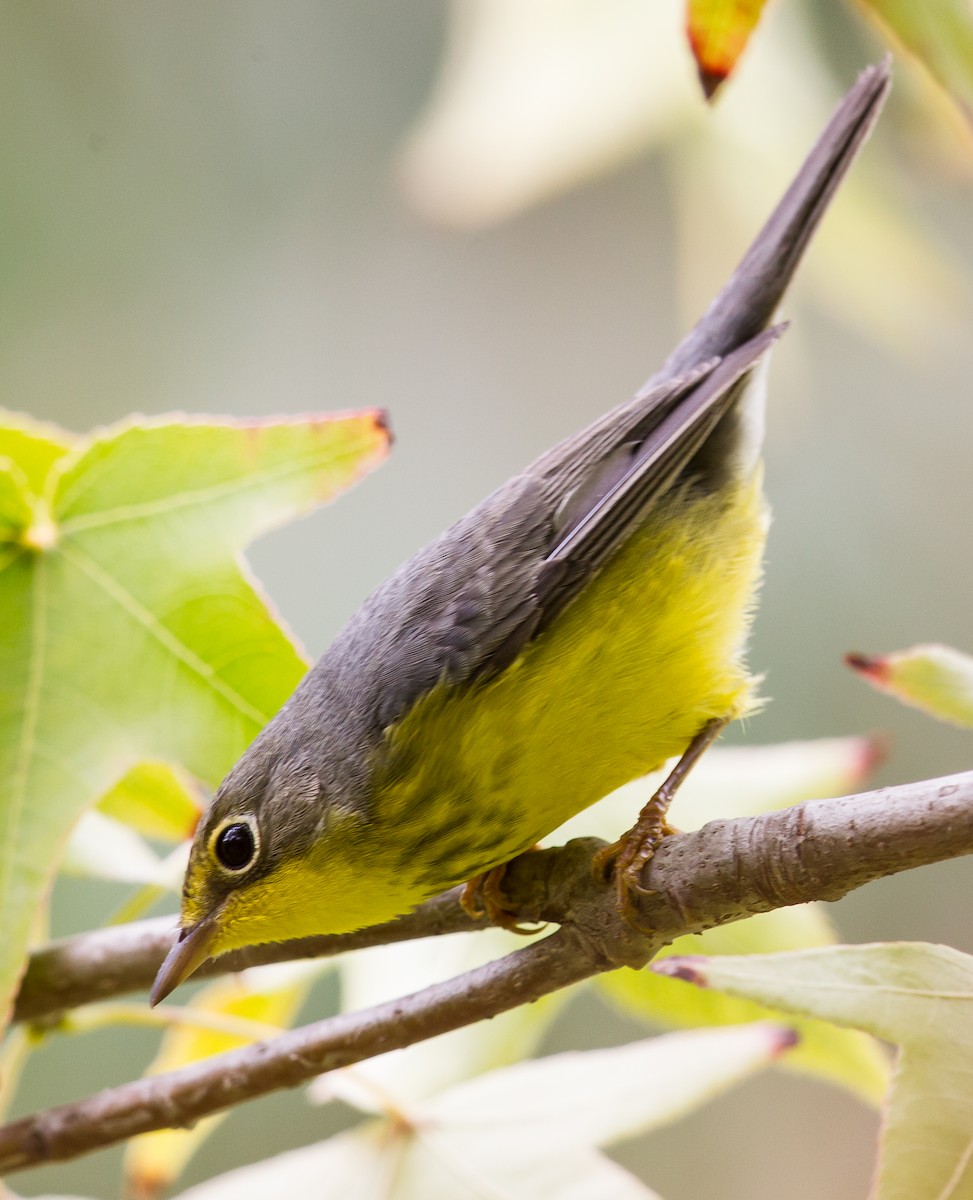 Canada Warbler - ML264731901