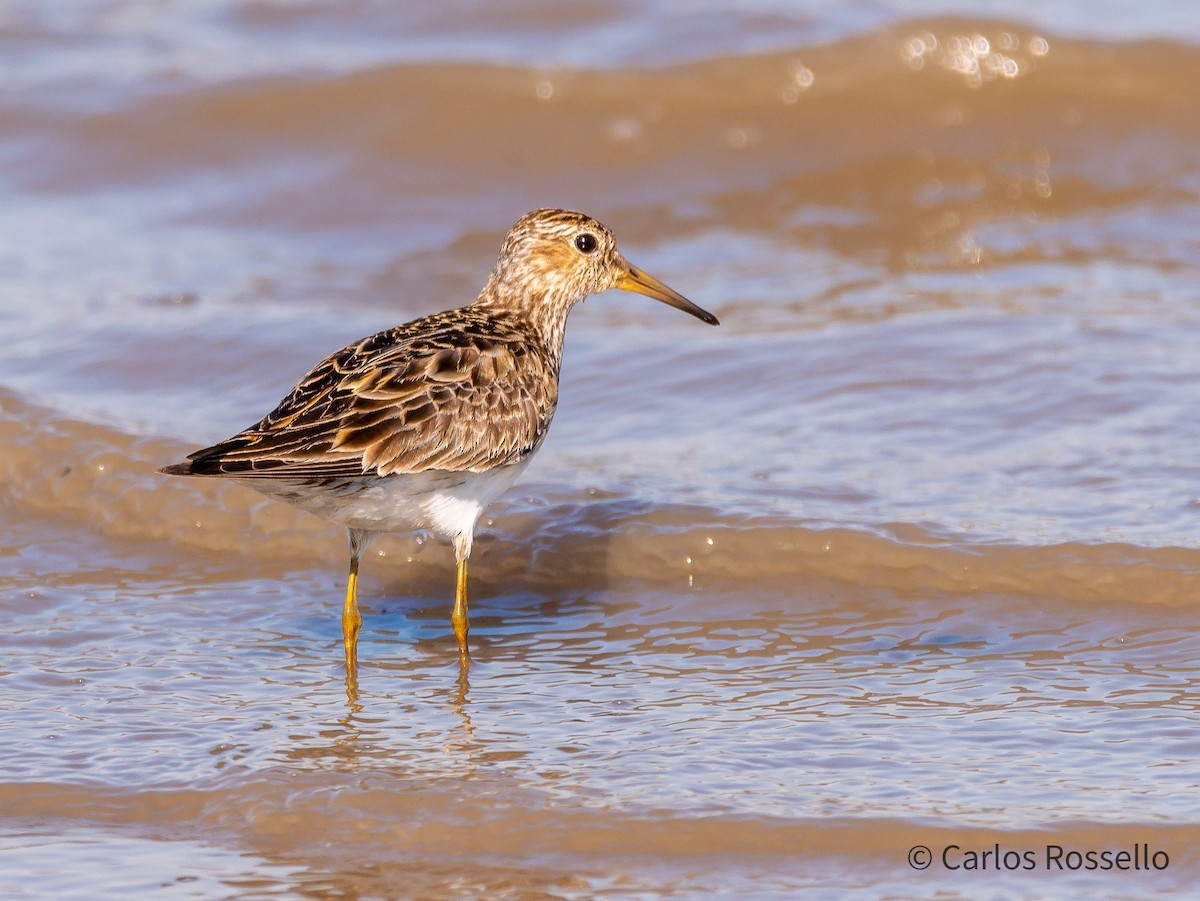 アメリカウズラシギ - ML264733581