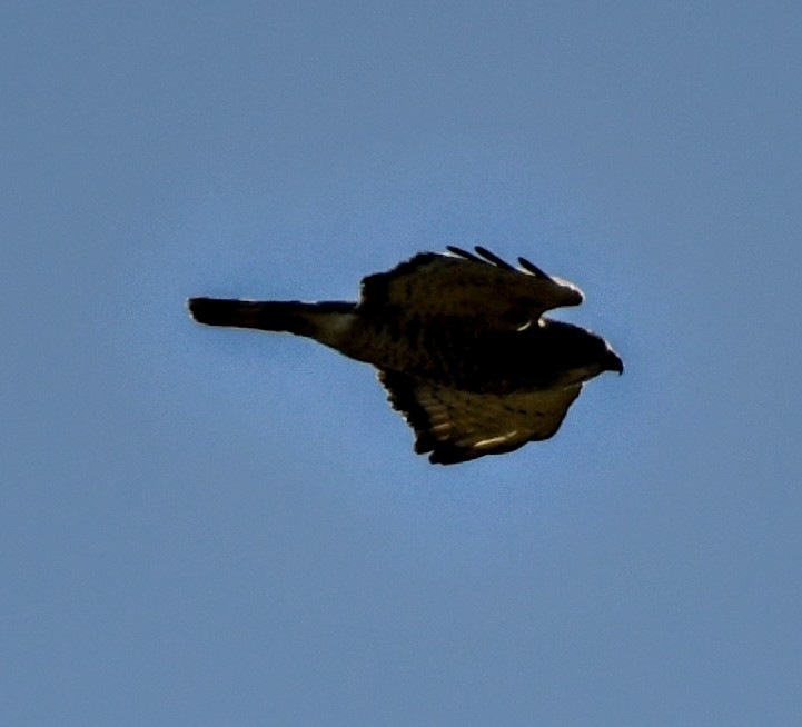 Broad-winged Hawk - ML264735181