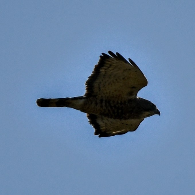 Broad-winged Hawk - ML264735231