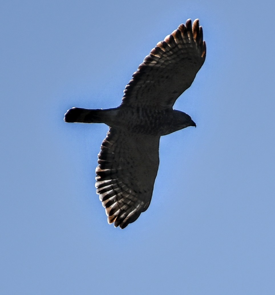 Broad-winged Hawk - ML264735271