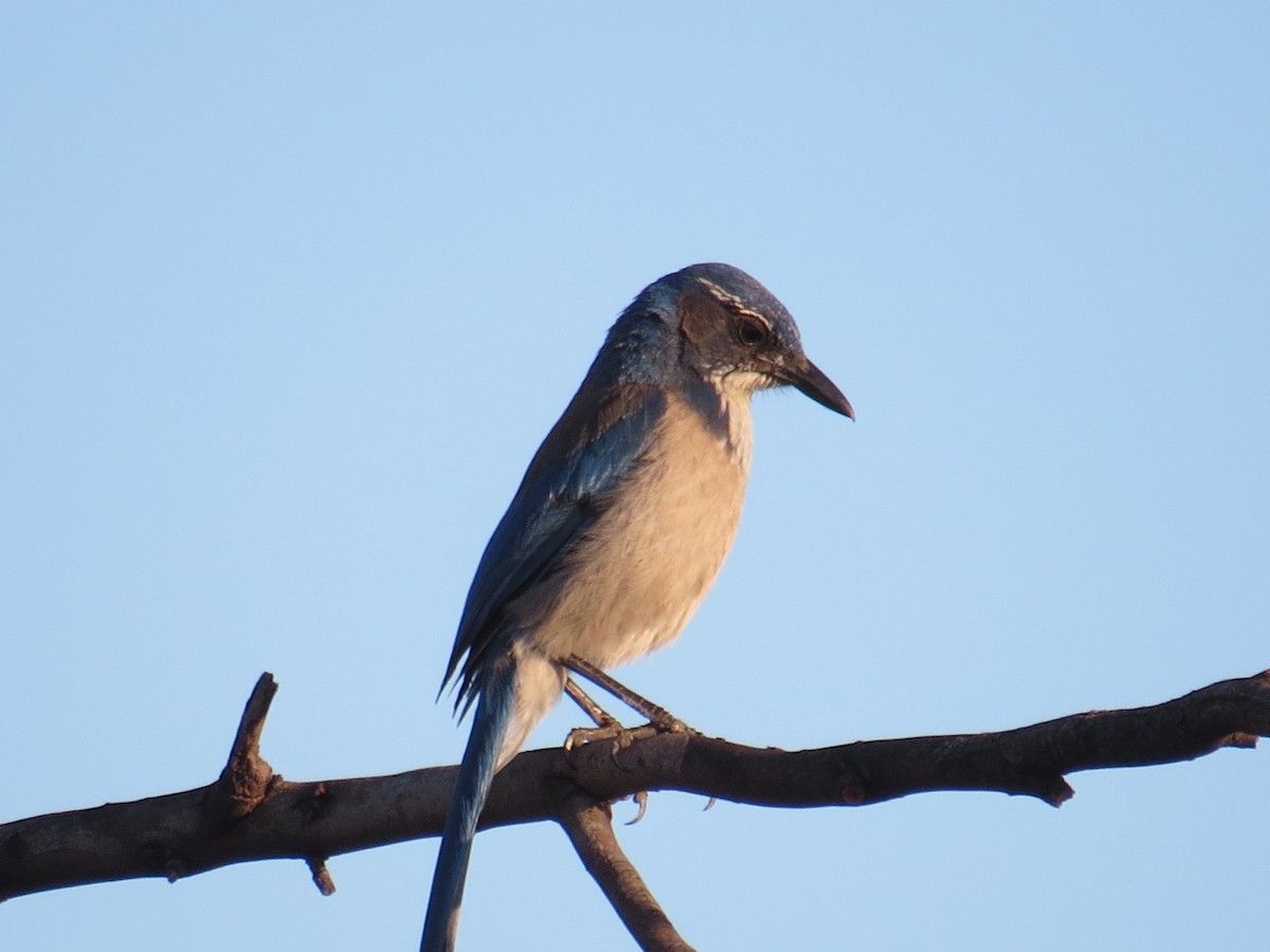 California Scrub-Jay - ML26473691