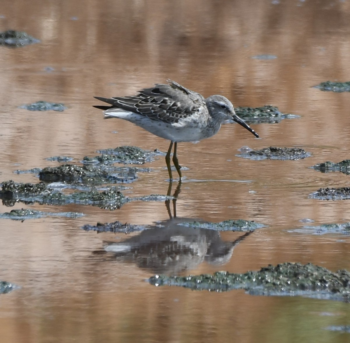 Stilt Sandpiper - Janine McCabe