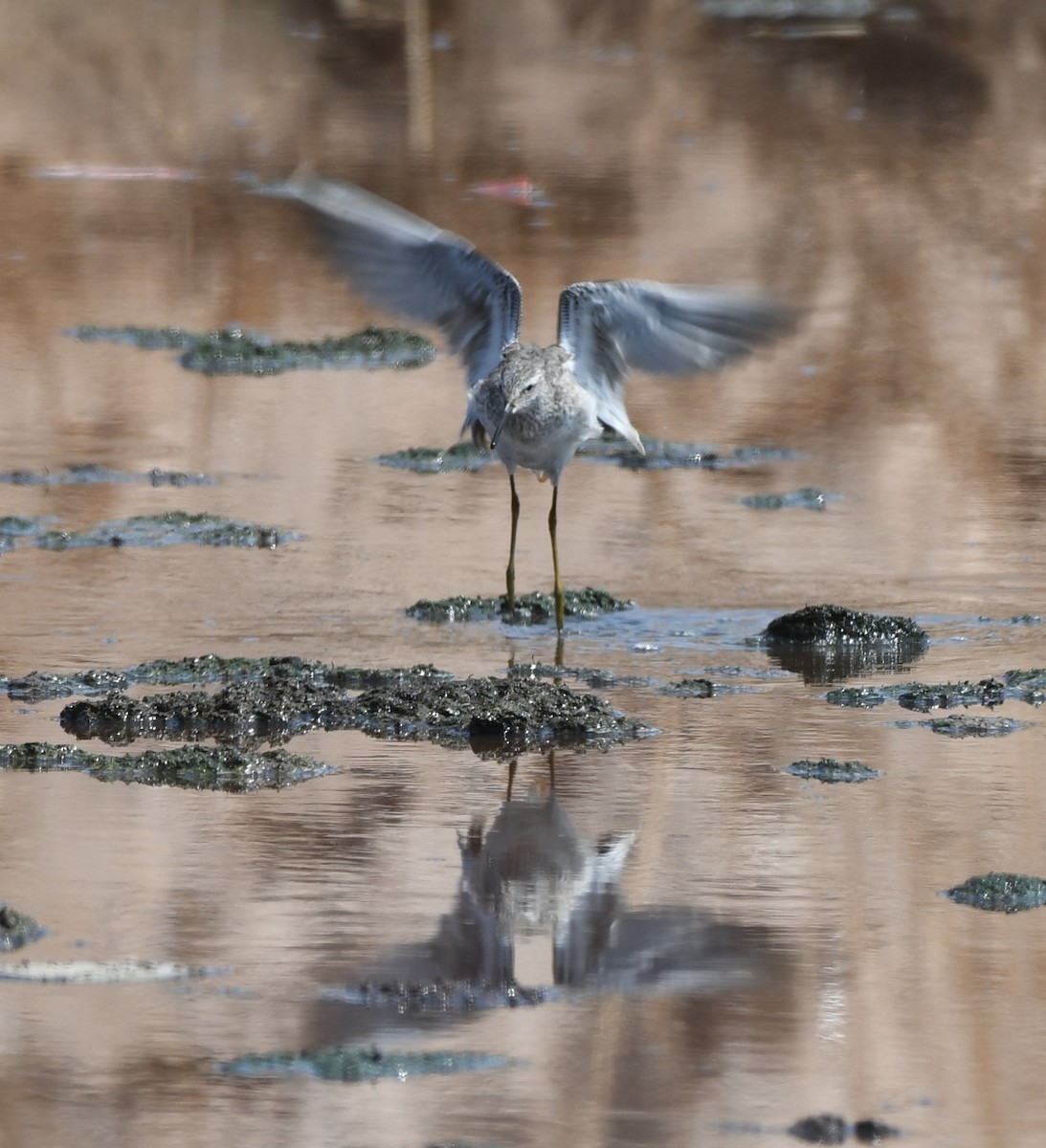 Stilt Sandpiper - Janine McCabe