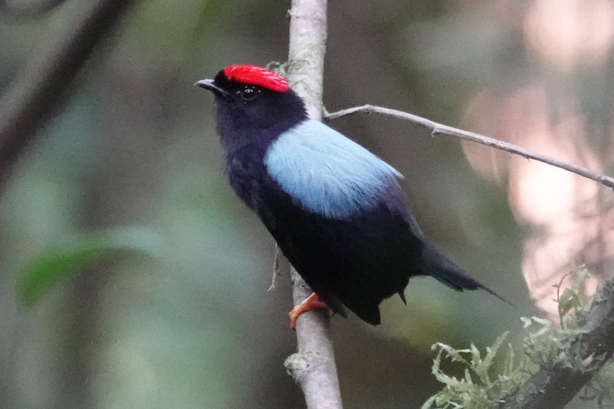 Lance-tailed Manakin - ML264737701