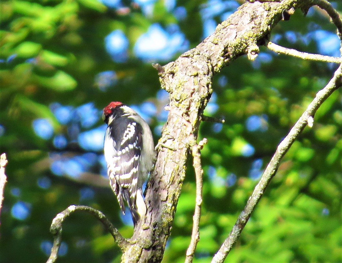 Downy Woodpecker - ML264737771