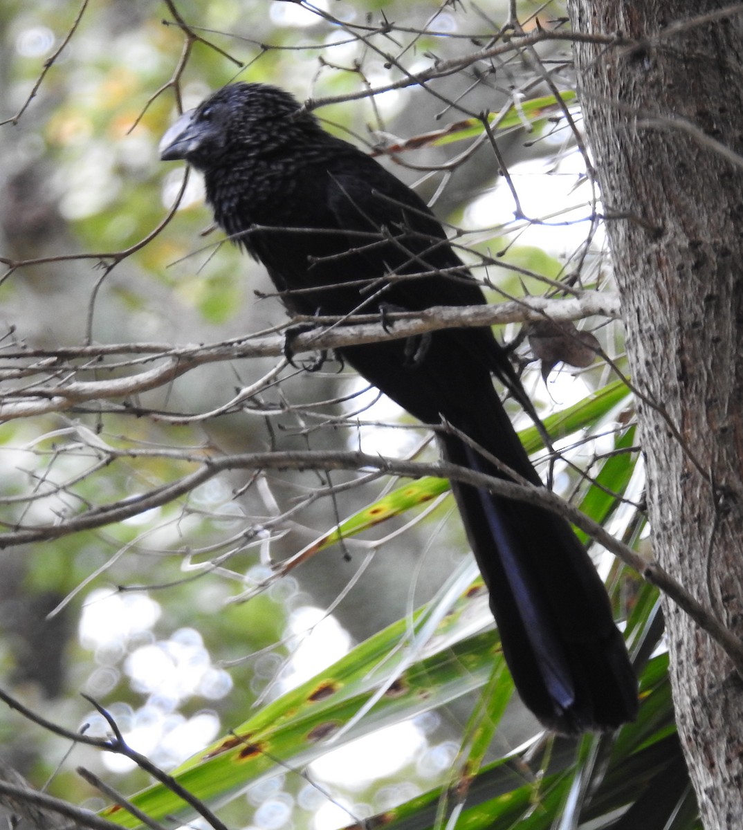 Smooth-billed Ani - ML26473931