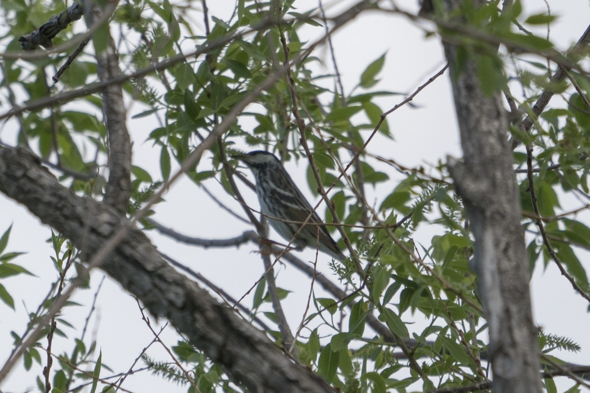 Blackpoll Warbler - Joey Negreann