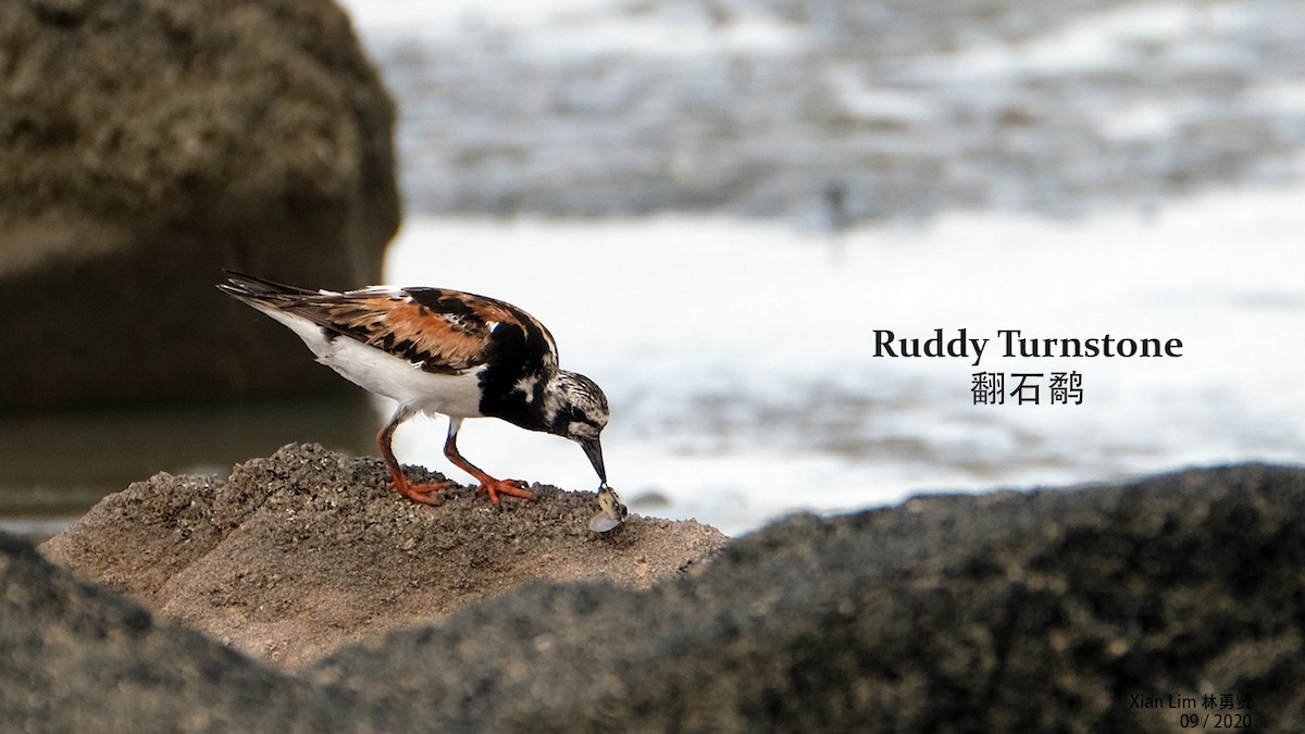 Ruddy Turnstone - Lim Ying Hien