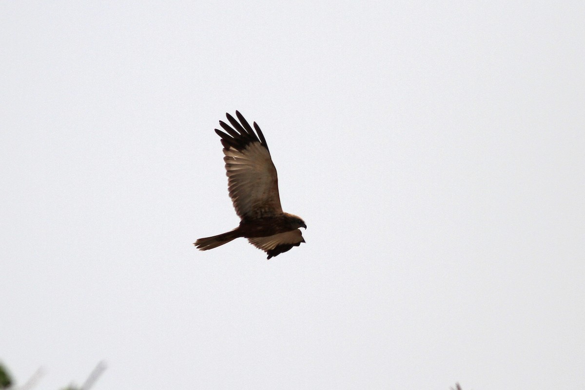 Western Marsh Harrier - ML264740761