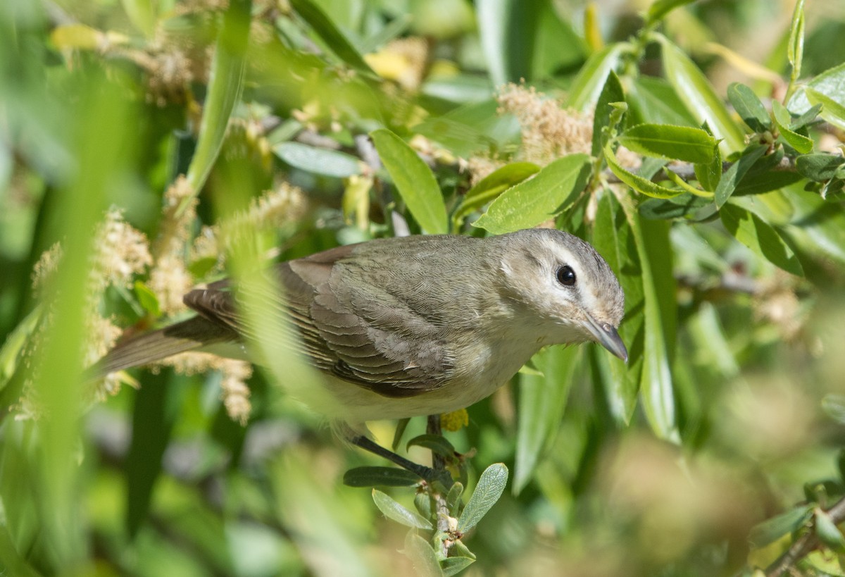 Warbling Vireo - ML26474261