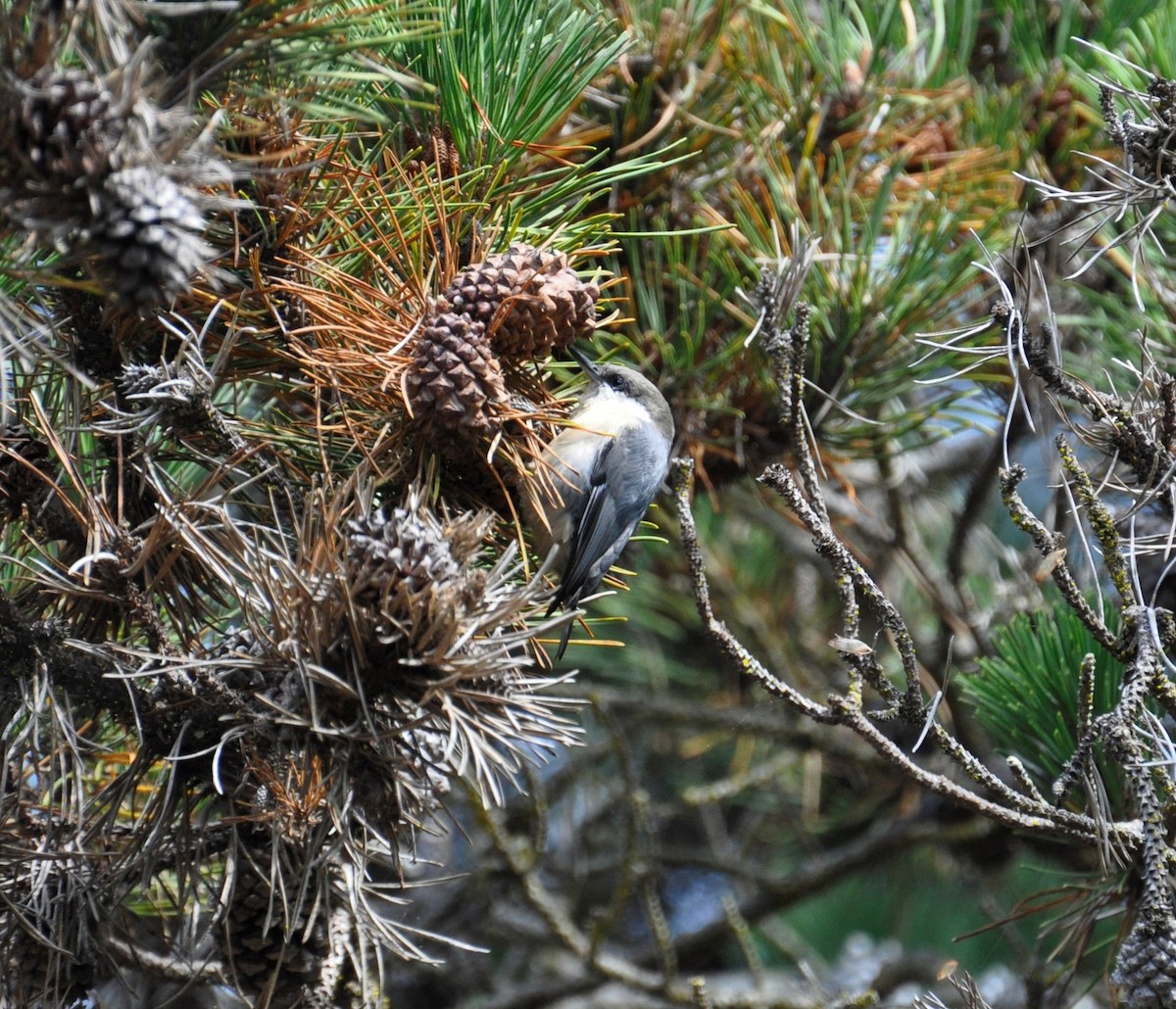 Pygmy Nuthatch - Paul Galvin