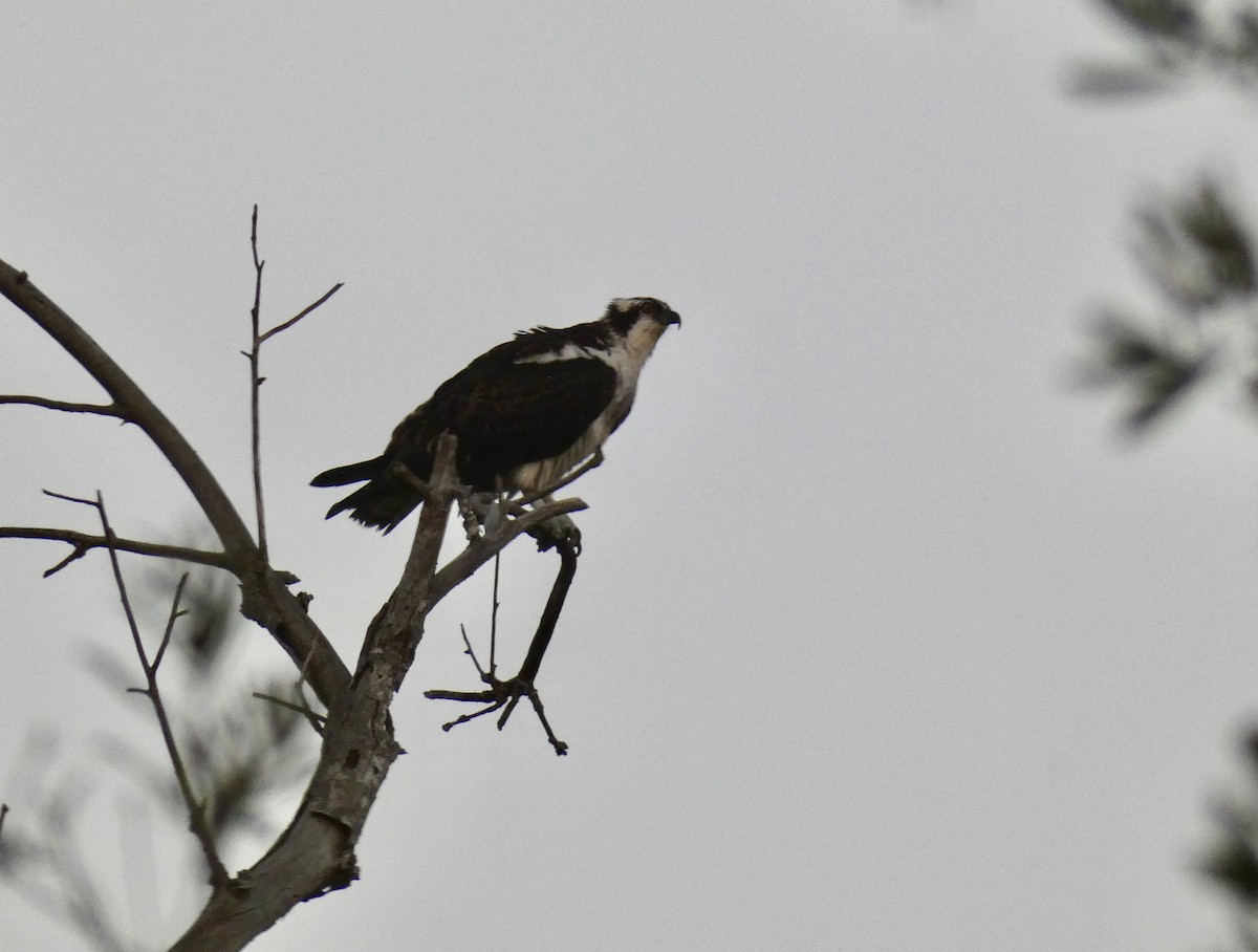 Águila Pescadora - ML264743501