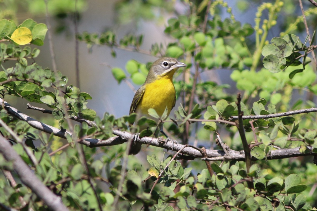 Yellow-breasted Chat - ML264743811