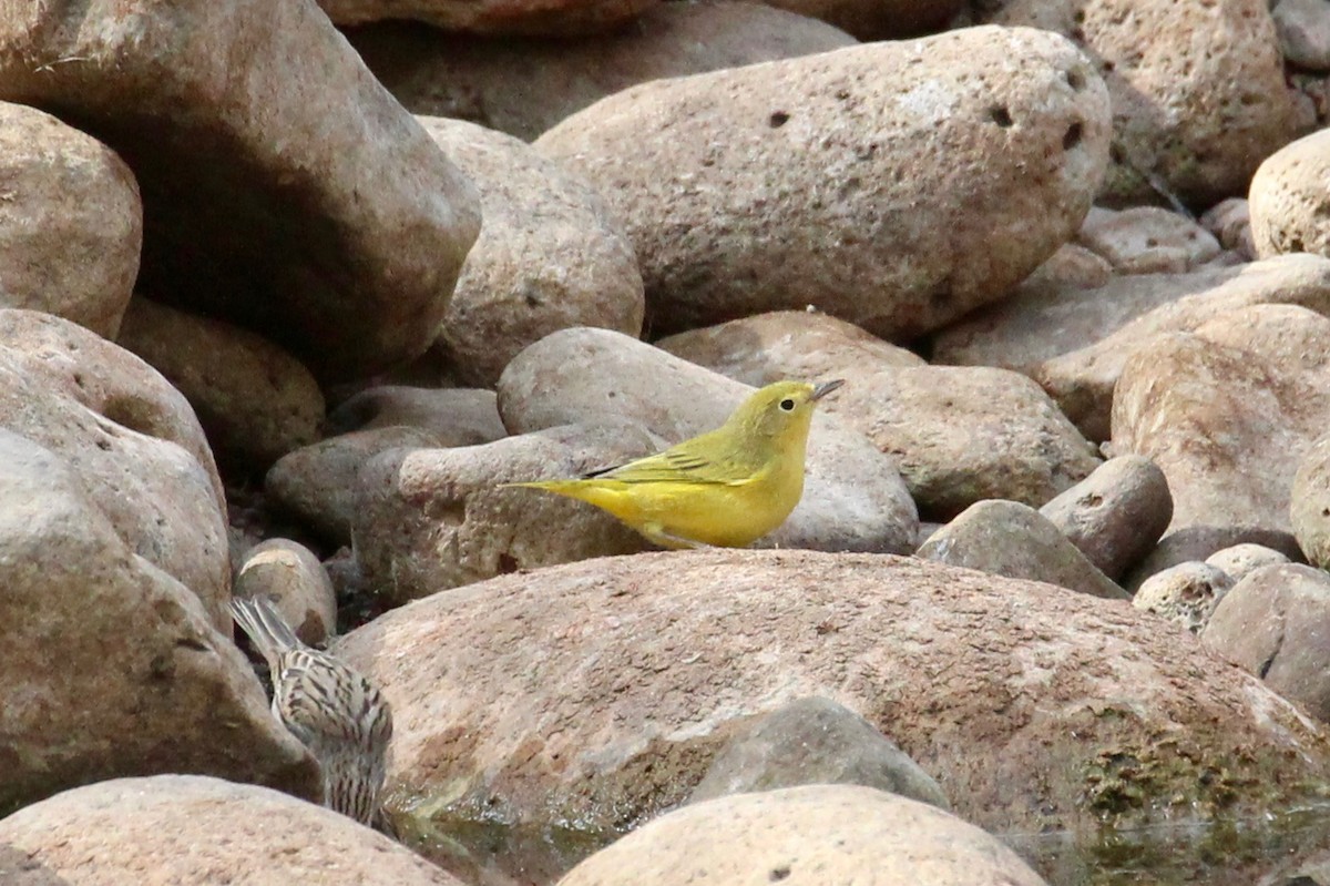 Yellow Warbler - H.M. Hofling