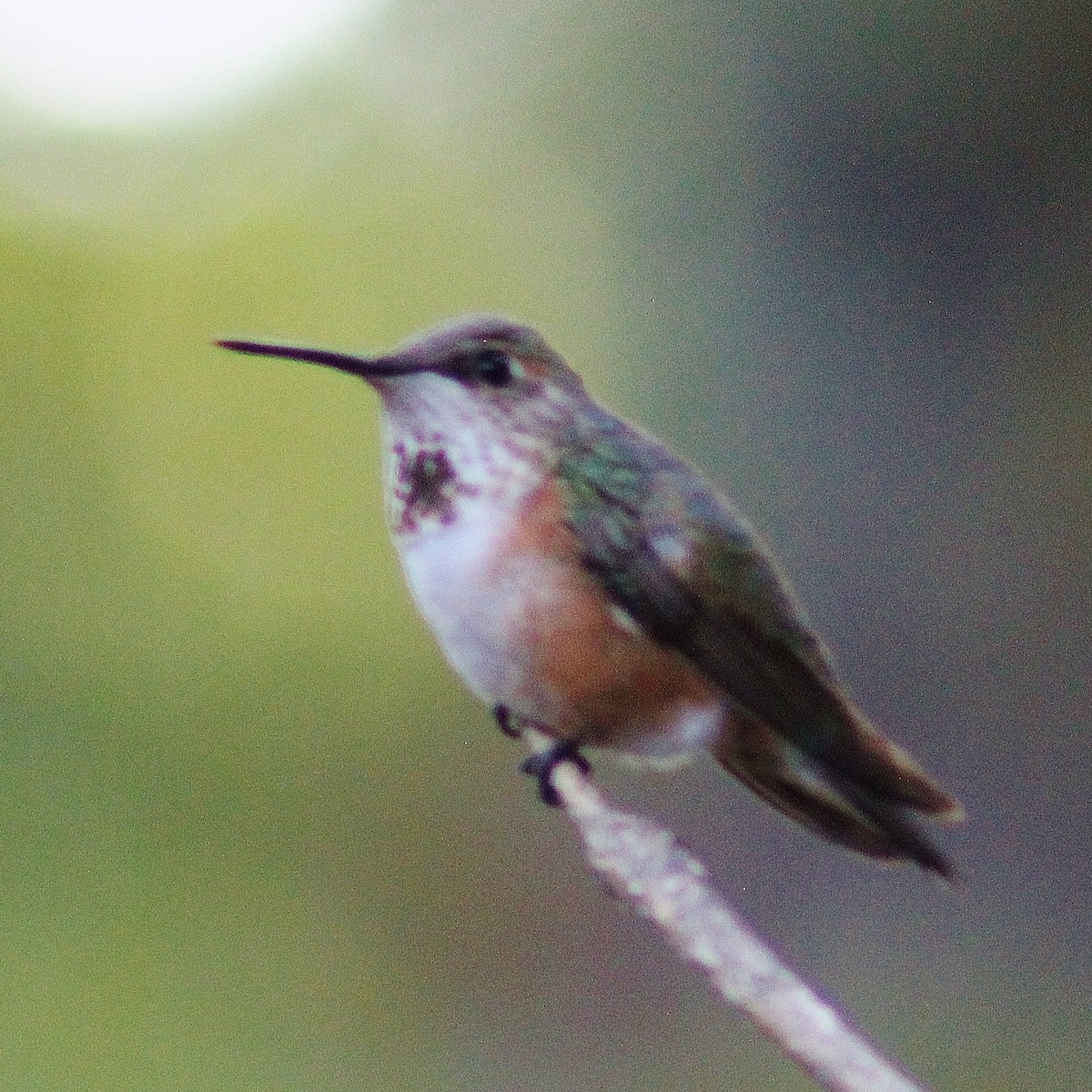 Rufous Hummingbird - Ron Kittinger