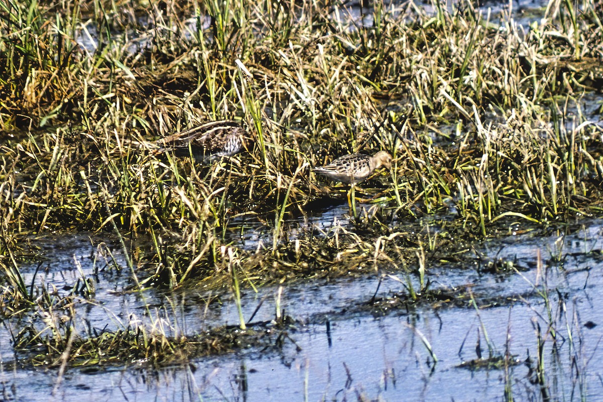 Buff-breasted Sandpiper - ML264746501