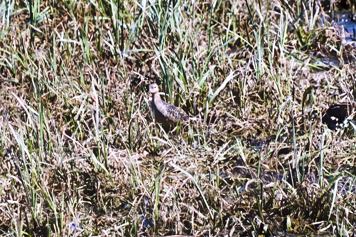 Buff-breasted Sandpiper - Tom Crabtree