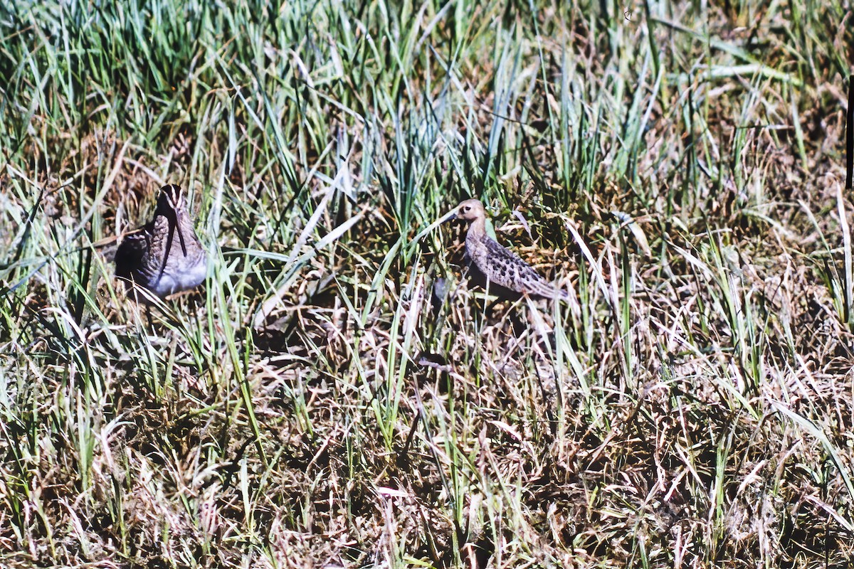 Buff-breasted Sandpiper - ML264746541