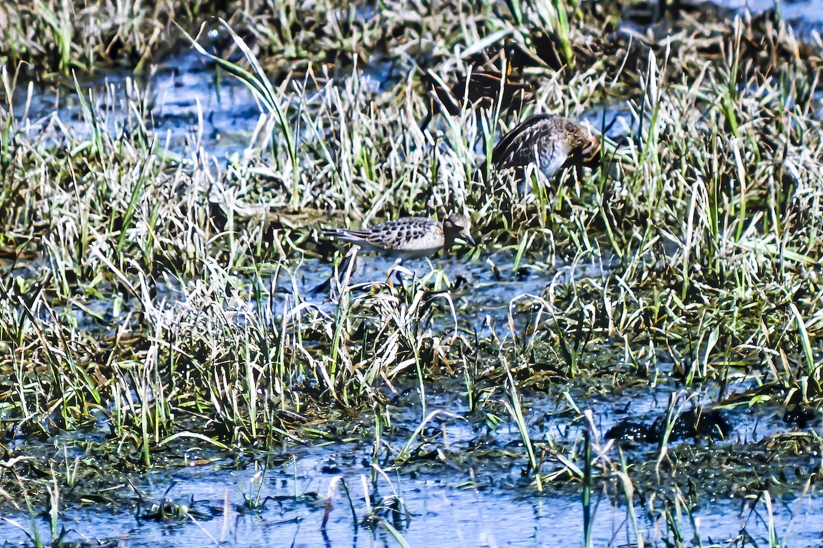 Buff-breasted Sandpiper - ML264746551