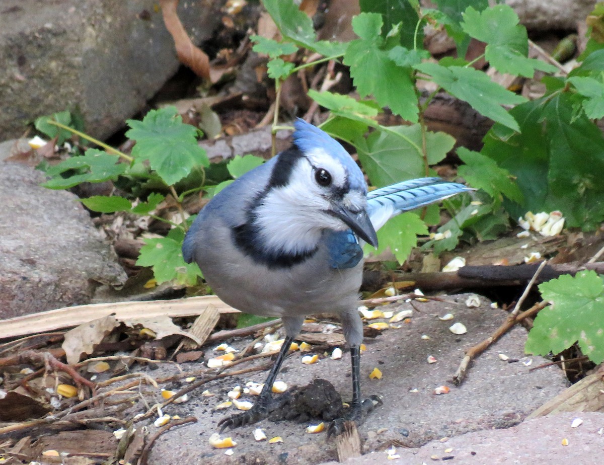 Blue Jay - Mick ZERR