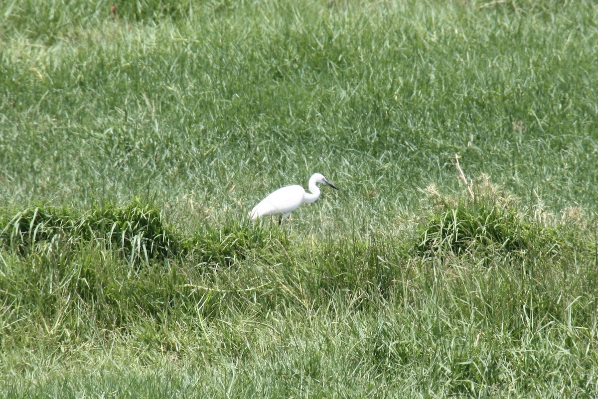 Little Egret - Tyler Joyner