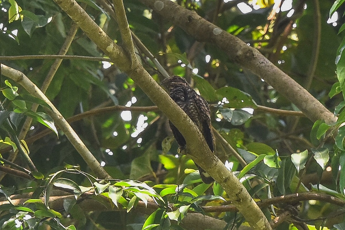 Gray Nightjar - ML26474821