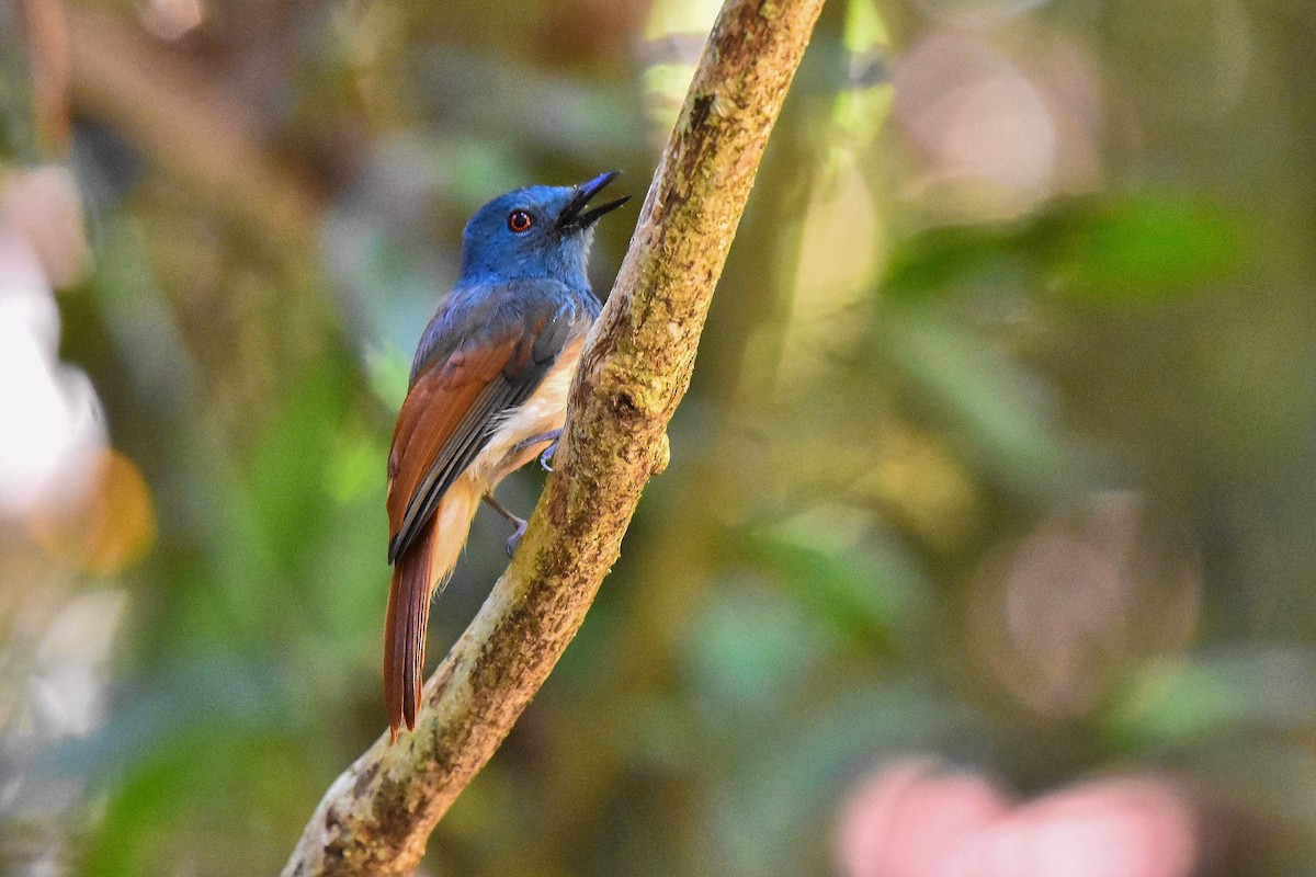 Rufous-winged Philentoma - Piyapong Chotipuntu