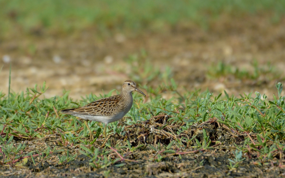 Pectoral Sandpiper - Luis Trinchan