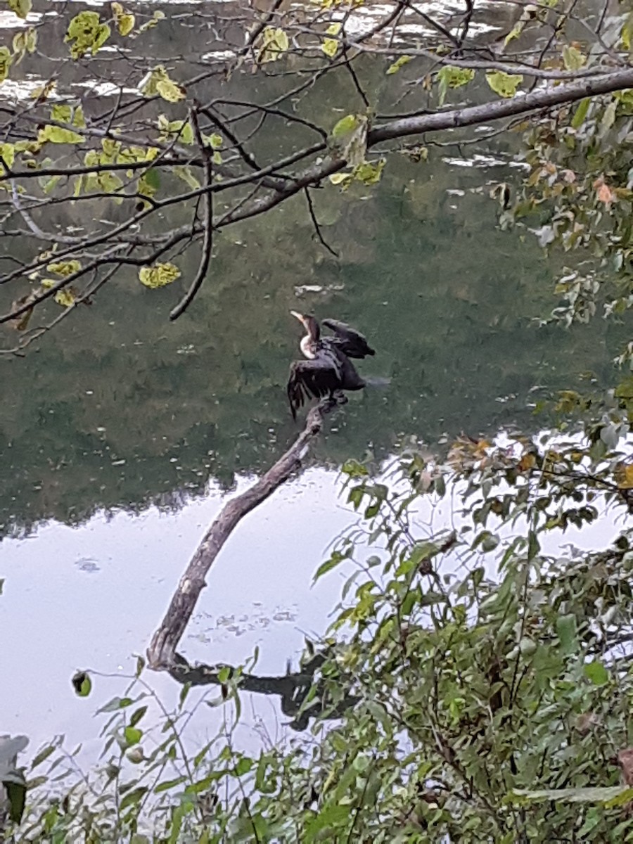 Double-crested Cormorant - ML264749211