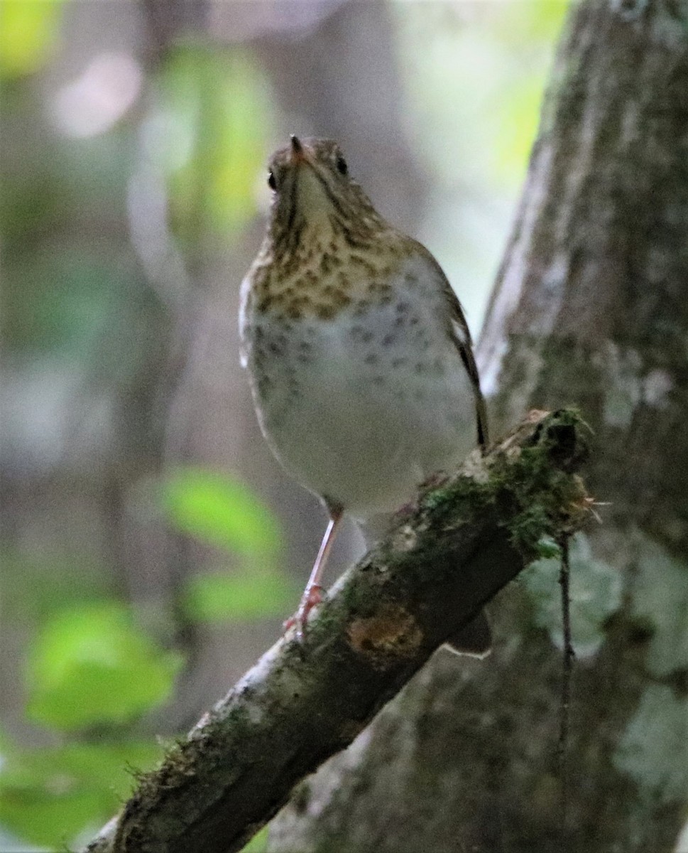 Veery - ML264752451