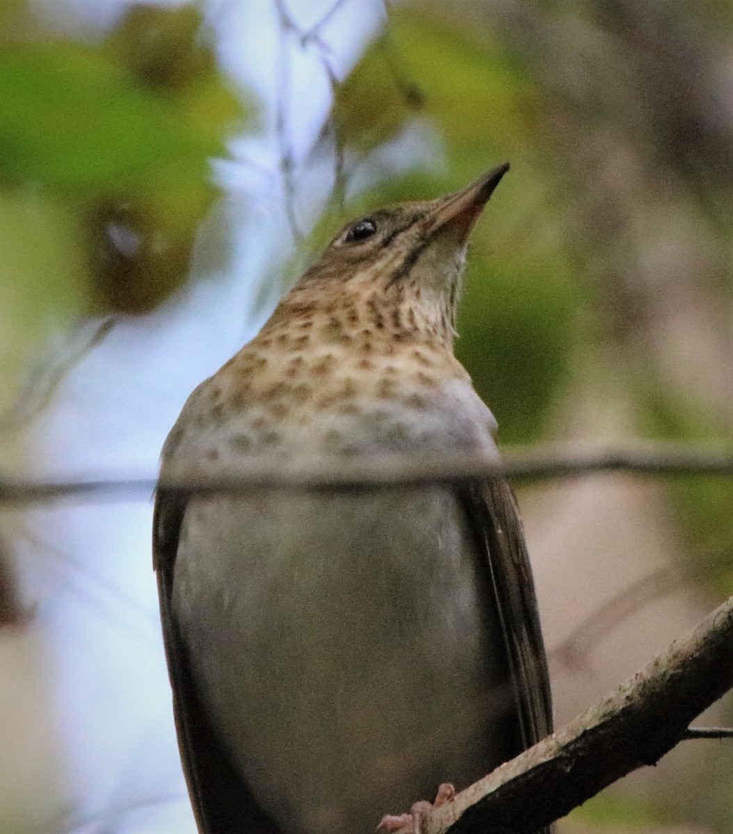 Veery - ML264752461