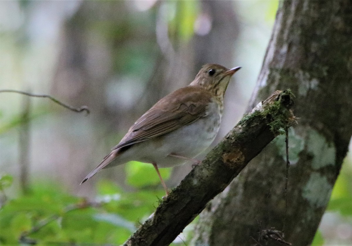 Veery - ML264752471