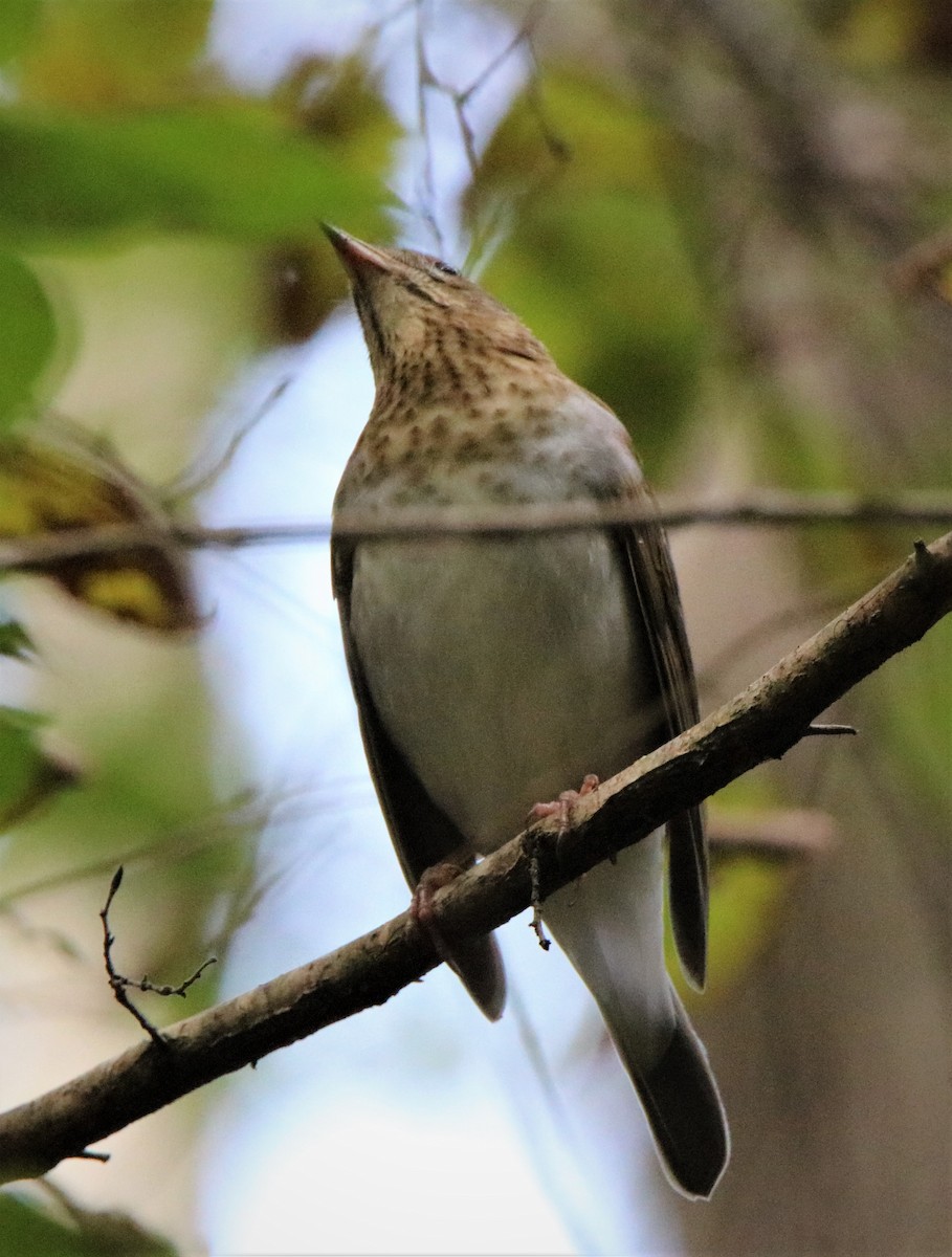 Veery - ML264752491