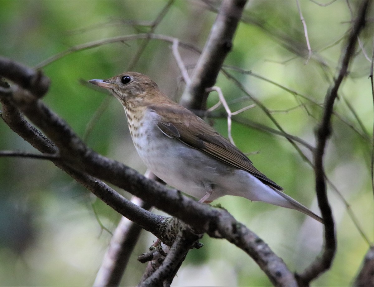 Veery - ML264752501