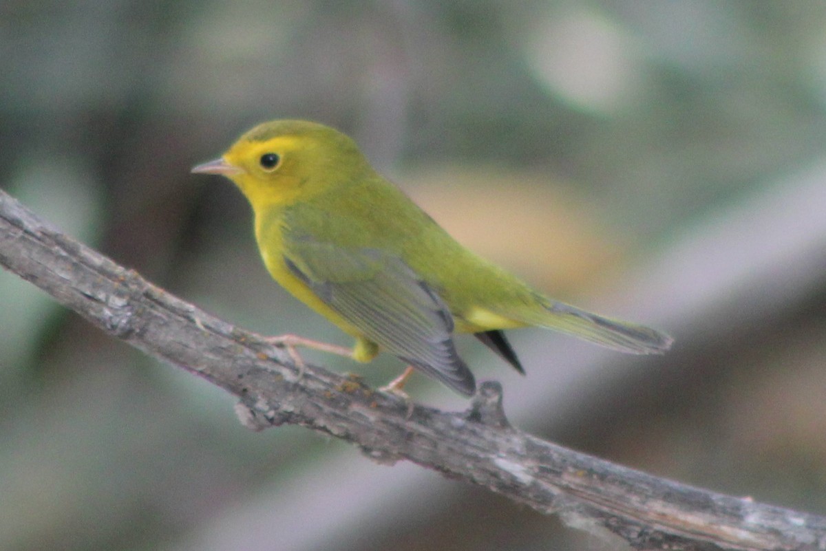 Wilson's Warbler (pileolata) - Sean Cozart