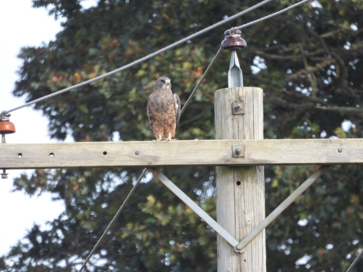 Swainson's Hawk - ML264753081