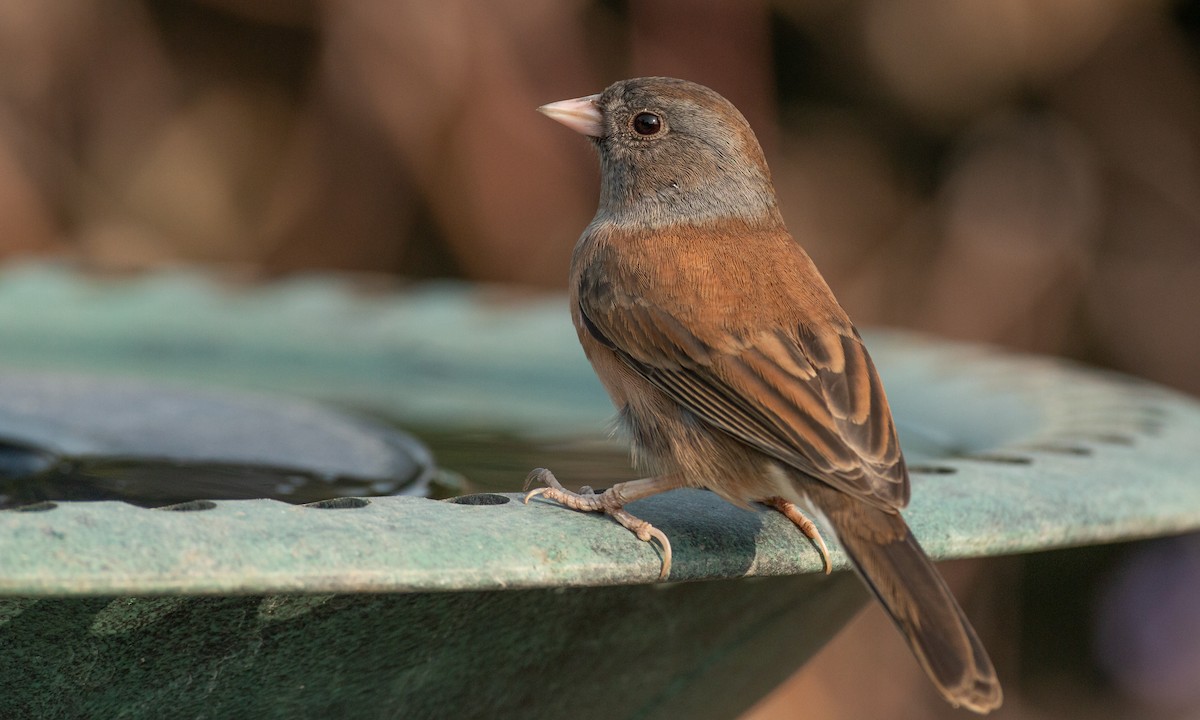 Dark-eyed Junco (Oregon) - ML264753311