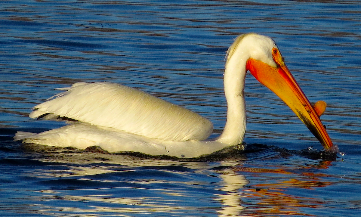 American White Pelican - Ted Floyd