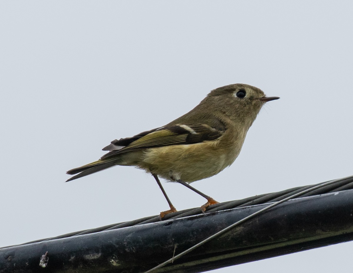 Ruby-crowned Kinglet - ML264755301