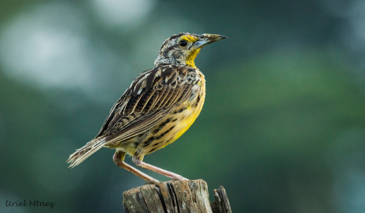 Eastern Meadowlark - ML264758021