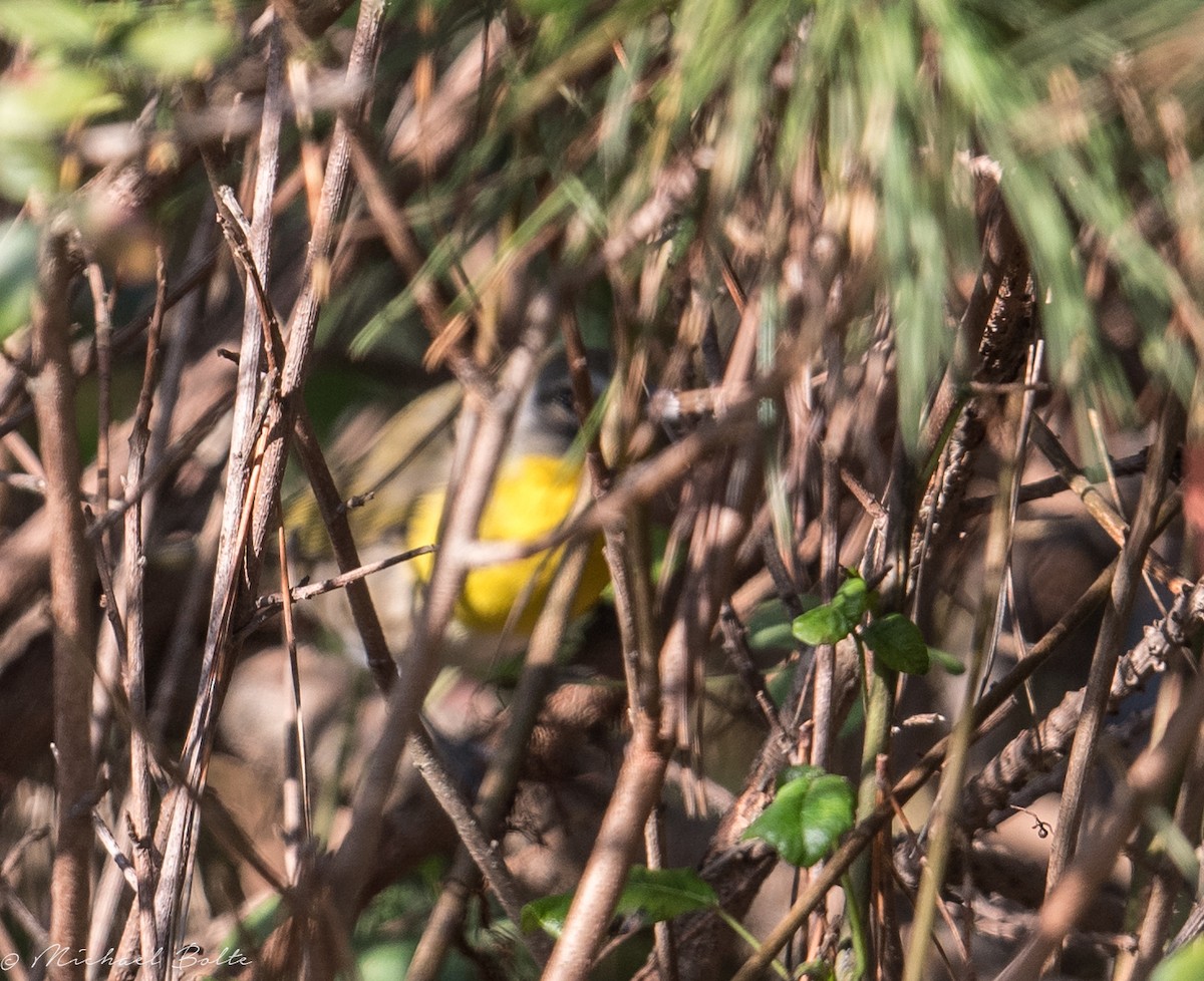 Yellow-breasted Chat - ML264758451