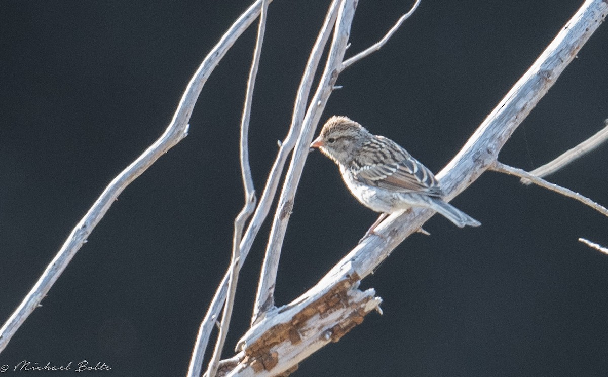 Chipping Sparrow - ML264758561